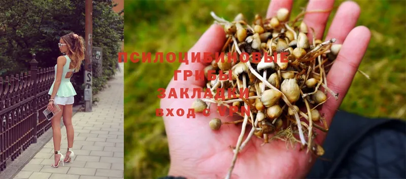 Псилоцибиновые грибы Psilocybe  закладка  Бакал 